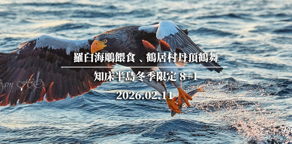 北海道羅臼海鵰
