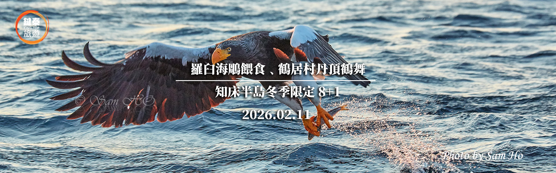 北海道羅臼海鵰