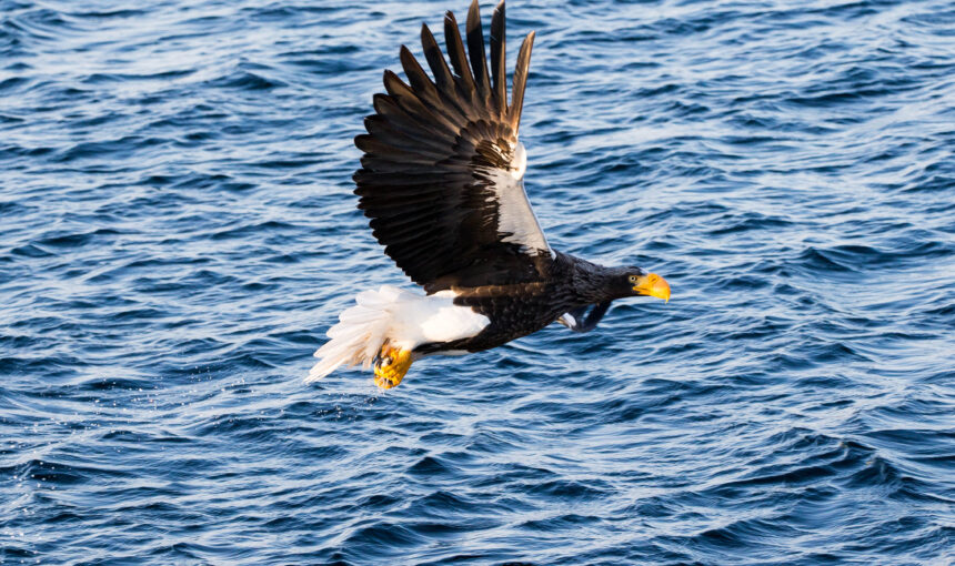 北海道 冬季攝影:虎頭海鵰、白尾海鵰、丹頂鶴與流冰的自然交響曲